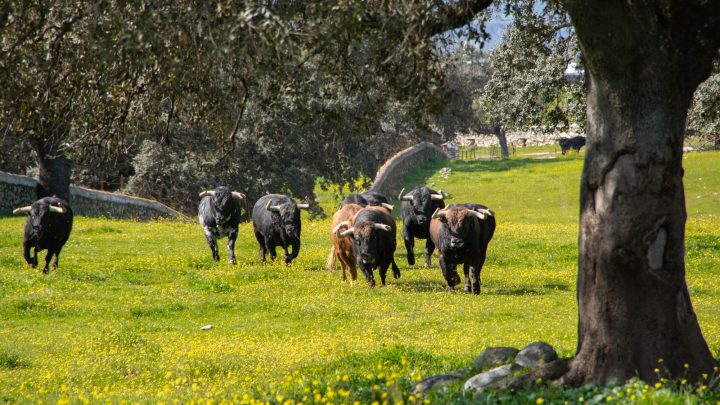 Diferencia toro bravo y manso