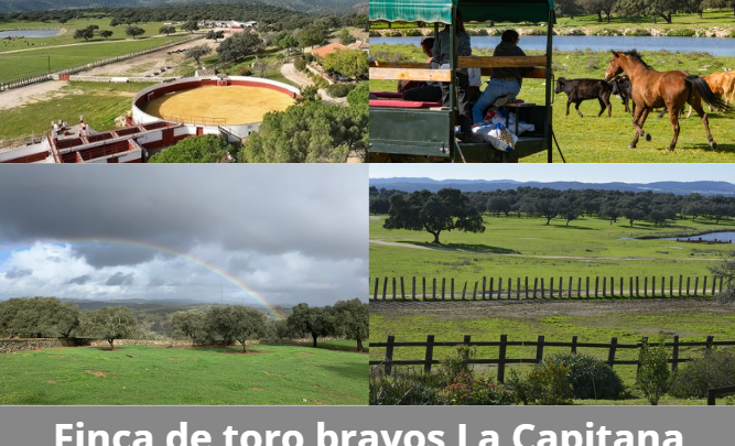 Finca de toros bravos en plena dehesa sevillana