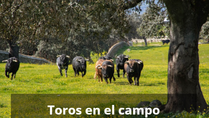 Toros en el campo y la experiencia única de La Capitana Experience