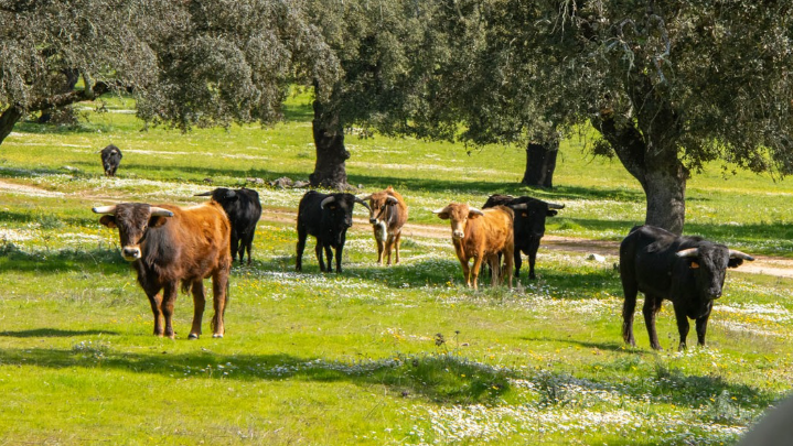 Pelajes de toros de lidia