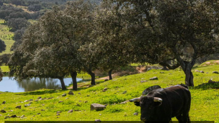 Cuanto pesa un toro bravo