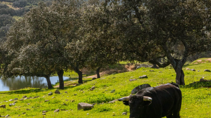 Cuanto vive un toro bravo