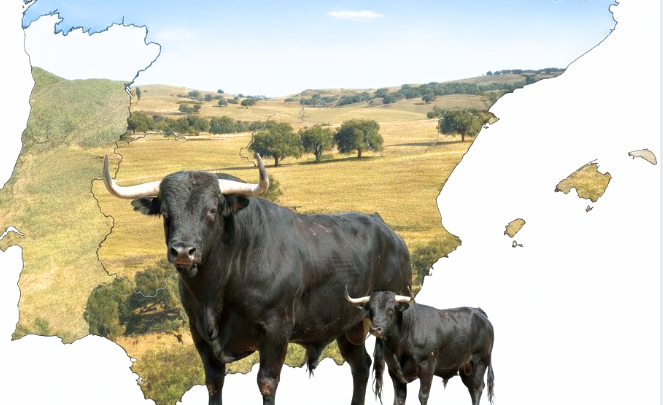 De dónde son los toros de lidia